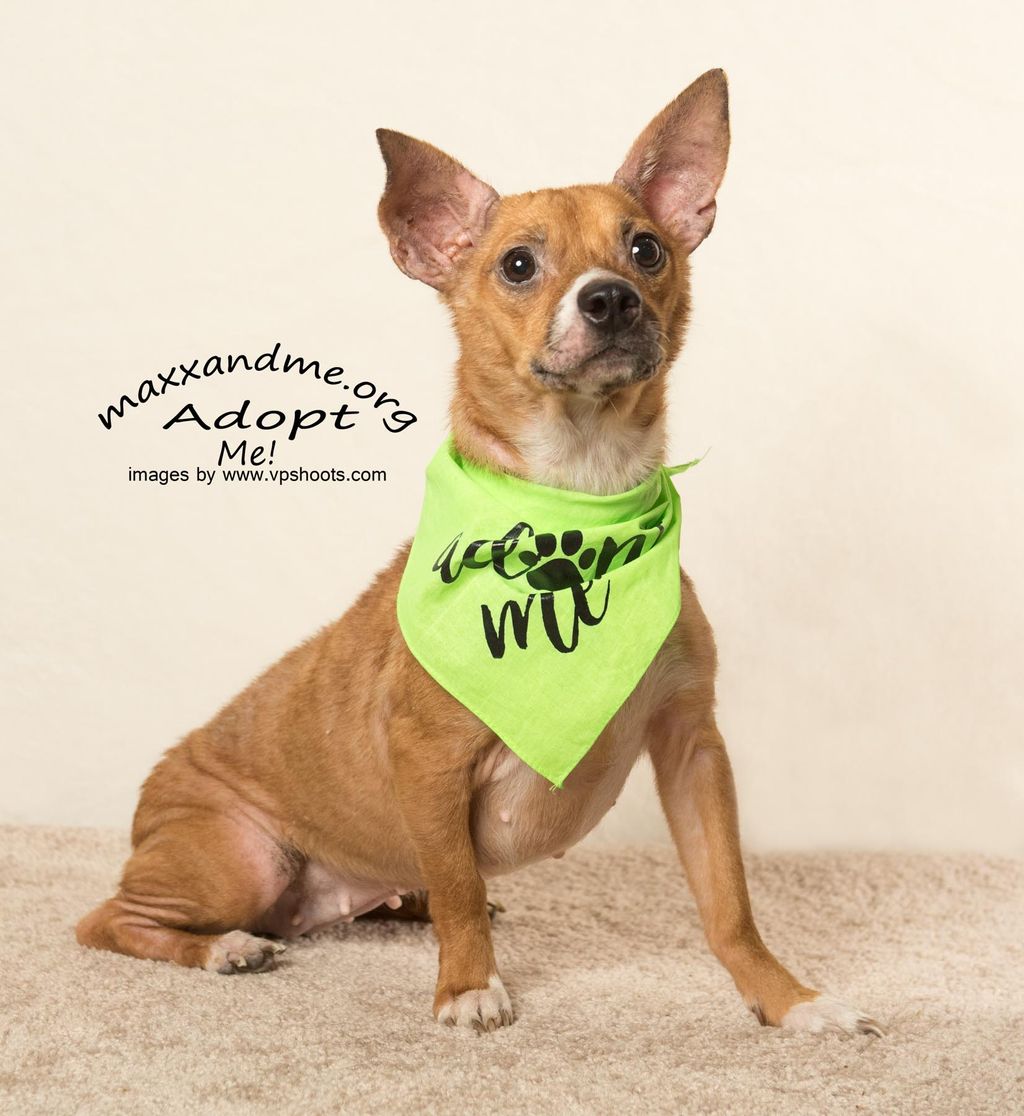 Sassy looking for her next treat while sitting pre