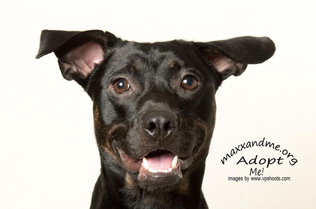 Up close, Spencer says hello.  He was adopted with