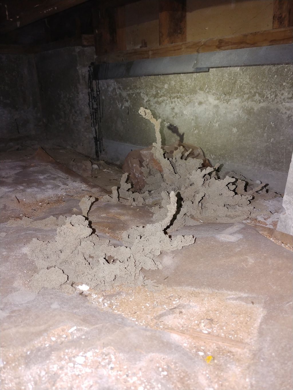 Subterranean termite infestation