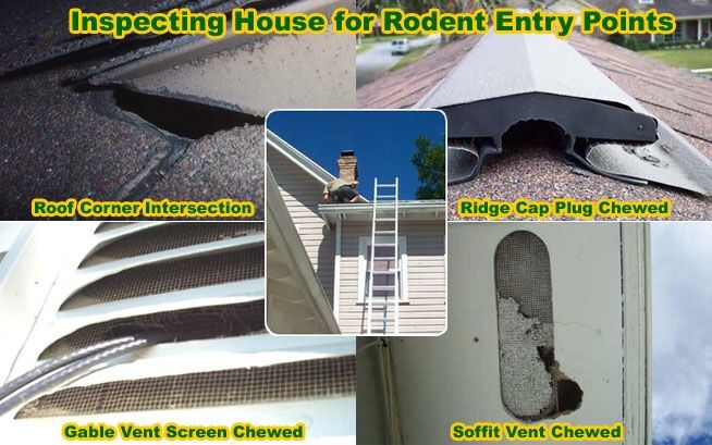 Inspecting House for Rodent Entry Points.
