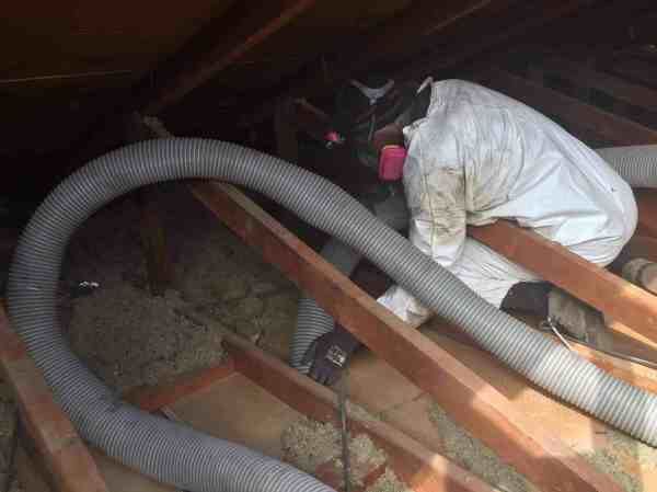 Cleaning out rat infested attic insulation.