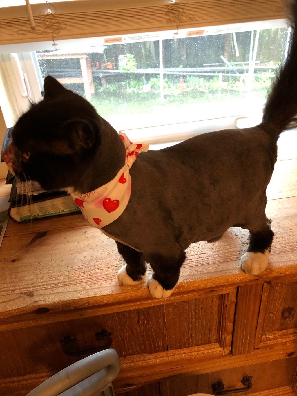 Customer photos