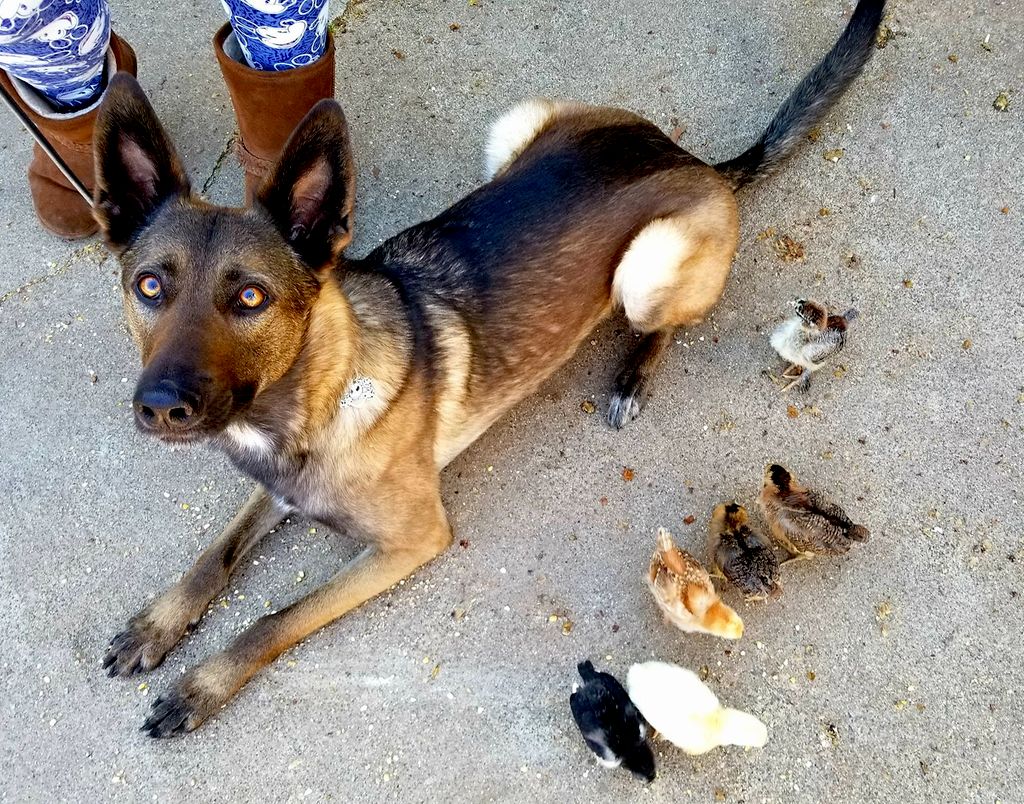 Do you have this kind of control over your dog? De