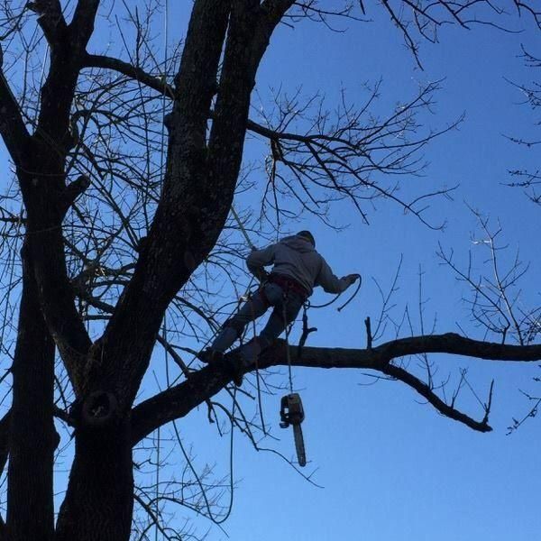 Yellowbottom farm tree service