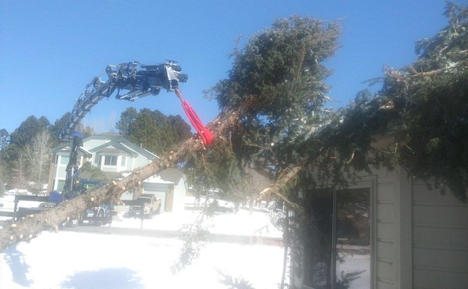 Tree Trimming and Removal