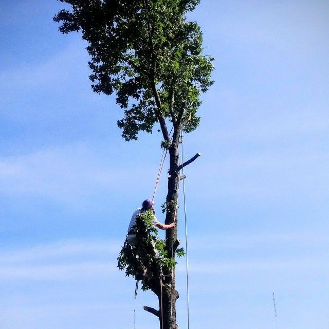 Kevin's Tree Service