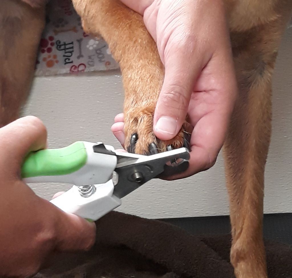 Dog Grooming