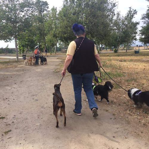 Shayne with dogs on a pack walk.
