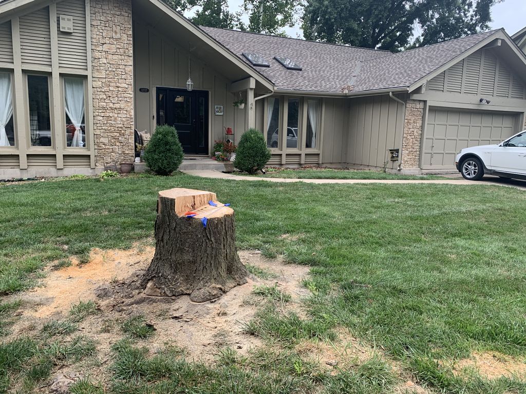 Tree Stump Grinding and Removal