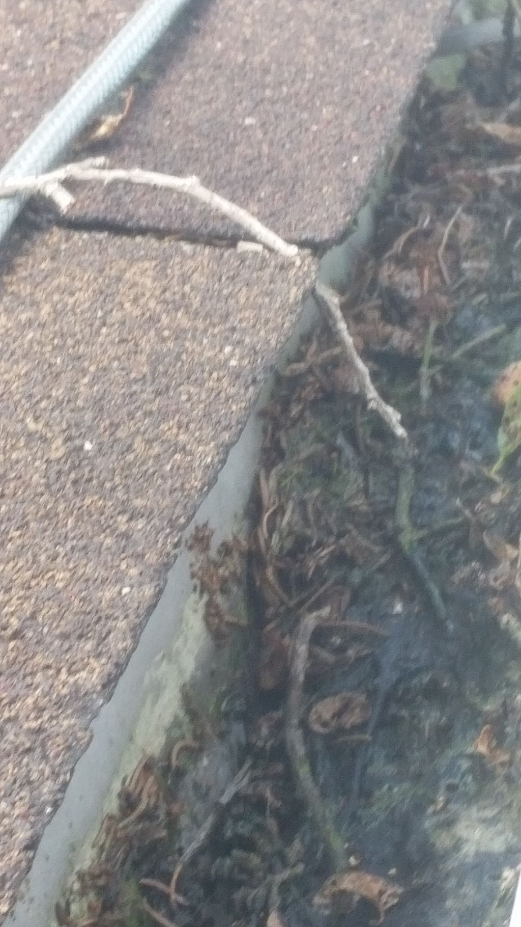 clogged gutters which has damaged the roof. Causin