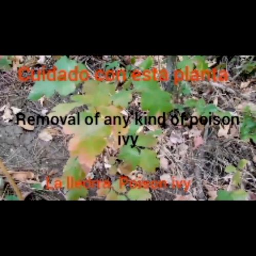 Contact us for poison ivy removal! Free estimates