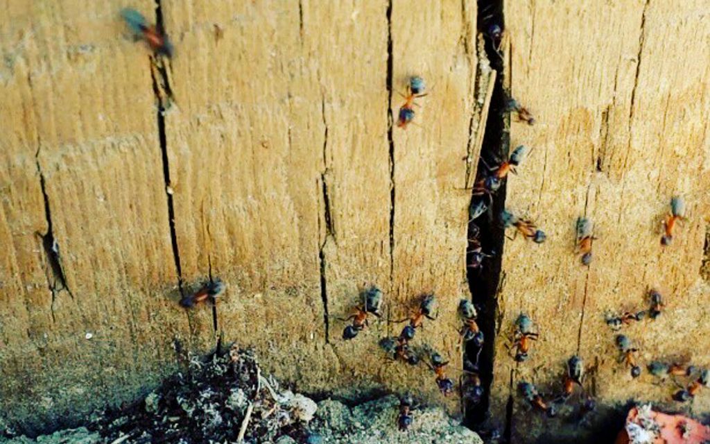 How to get rid of ants (for good).