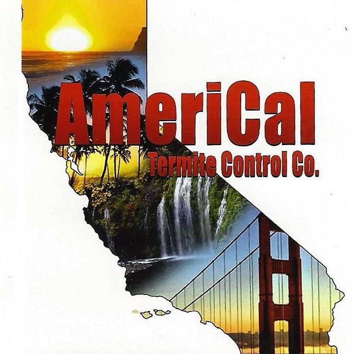 Americal Termite