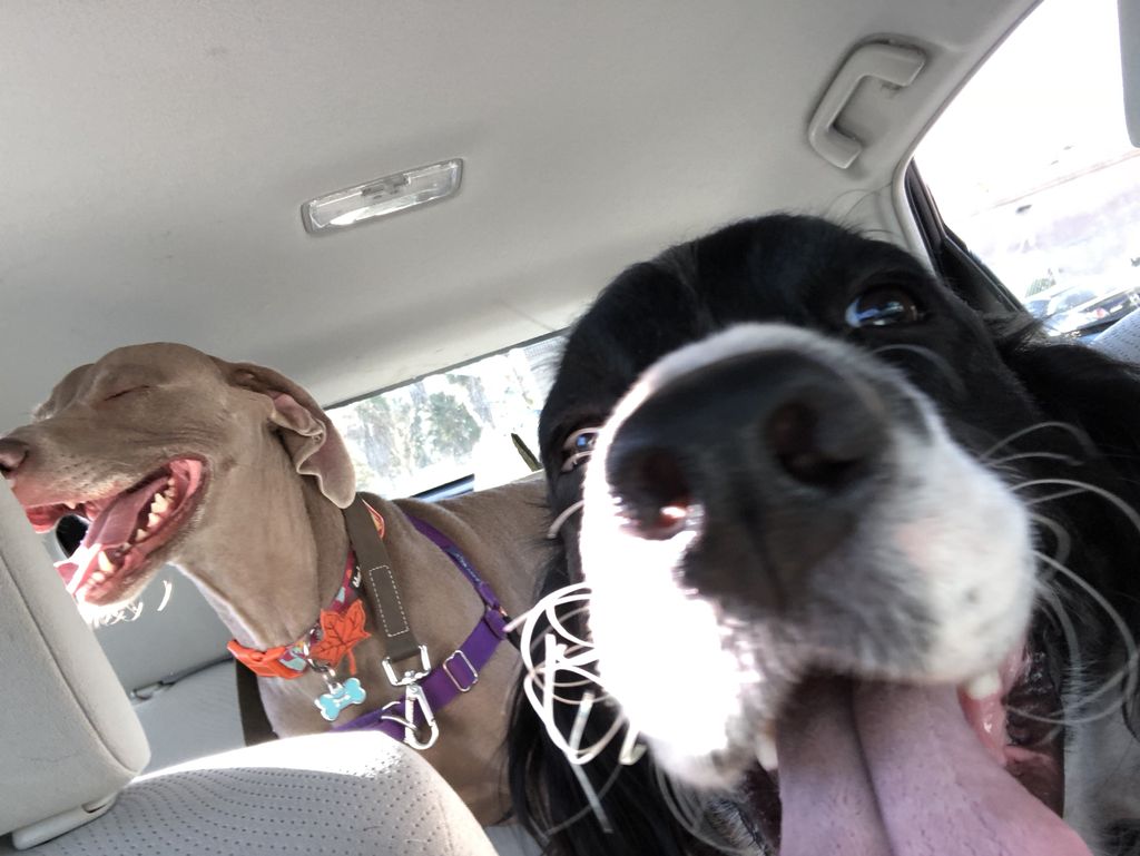 Best friends loving a car ride together. 