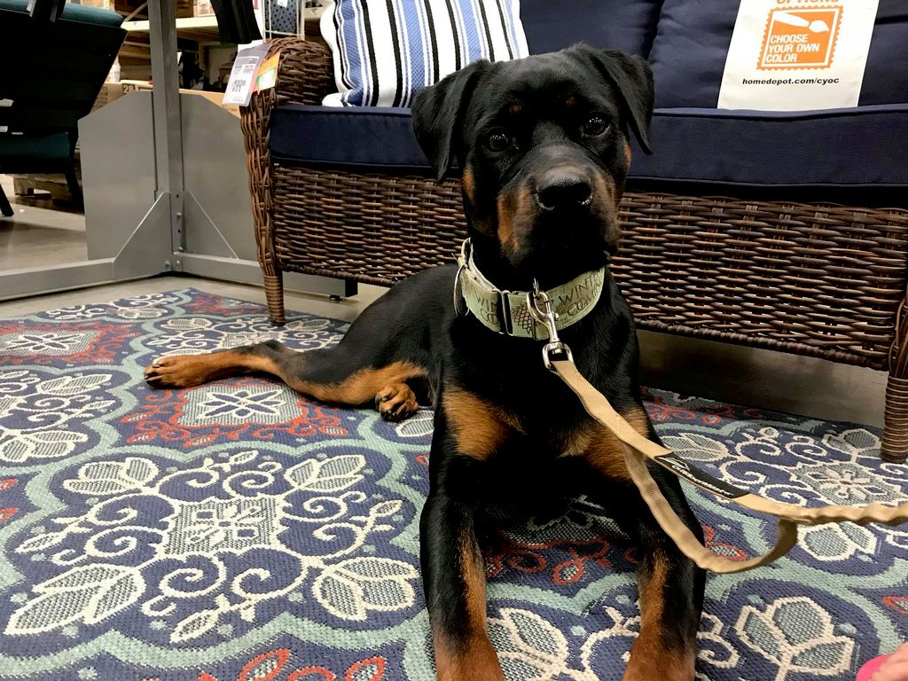 Ajax, 10 day board & train for basic obedience