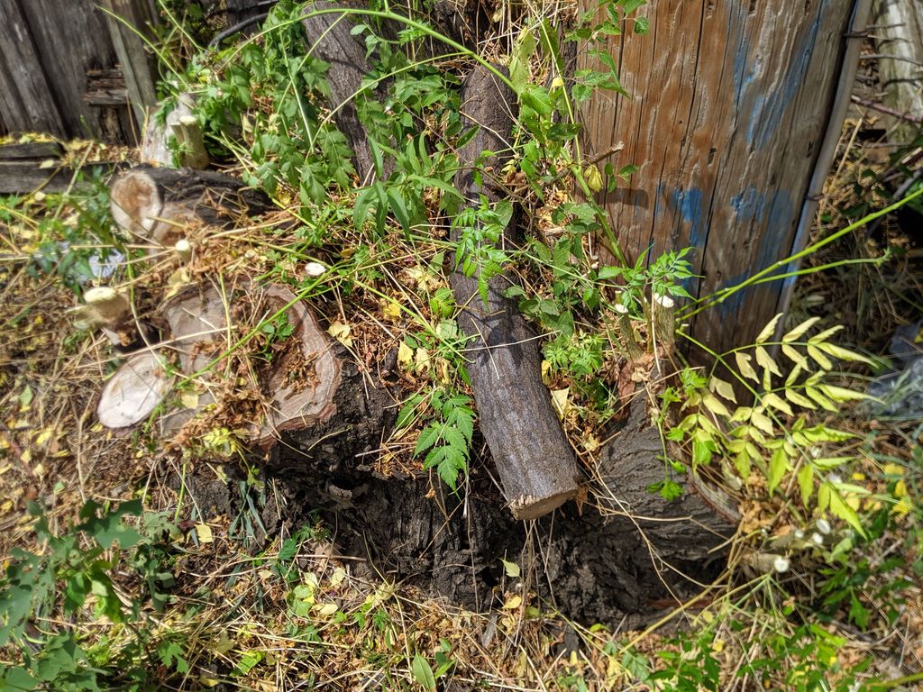 I had an almost 4' diameter stump that was half wa