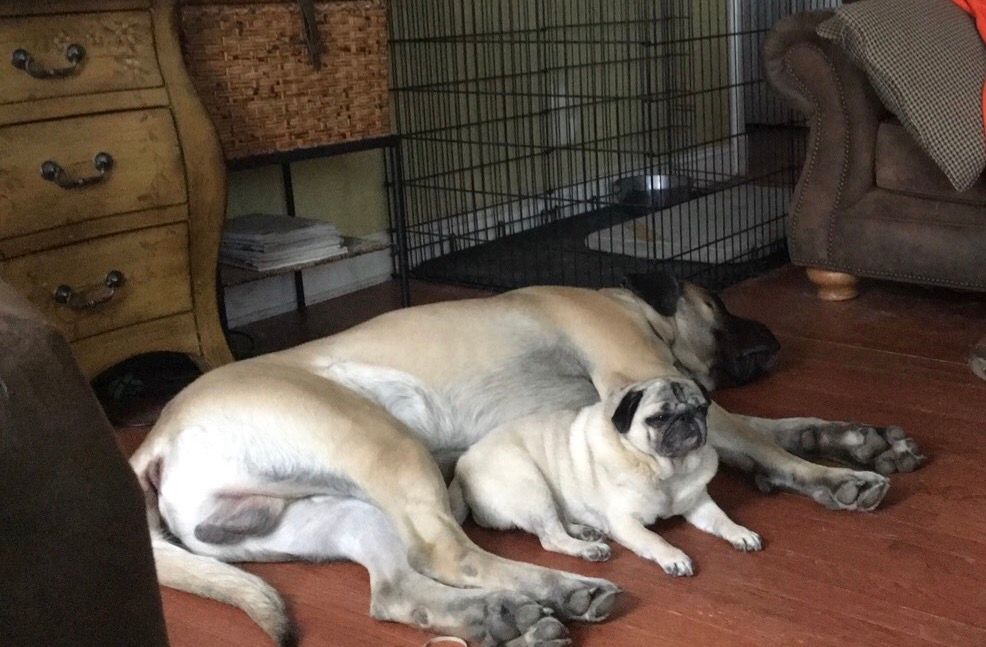 Beauty and the Beast!  Marvin and Gidg snuggling t