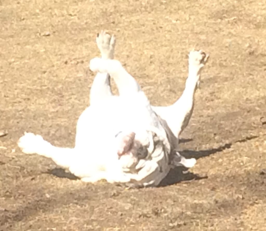 Beazy, rollin’ down the hill!