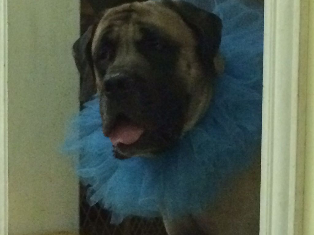 Marvin, the Ballerina?