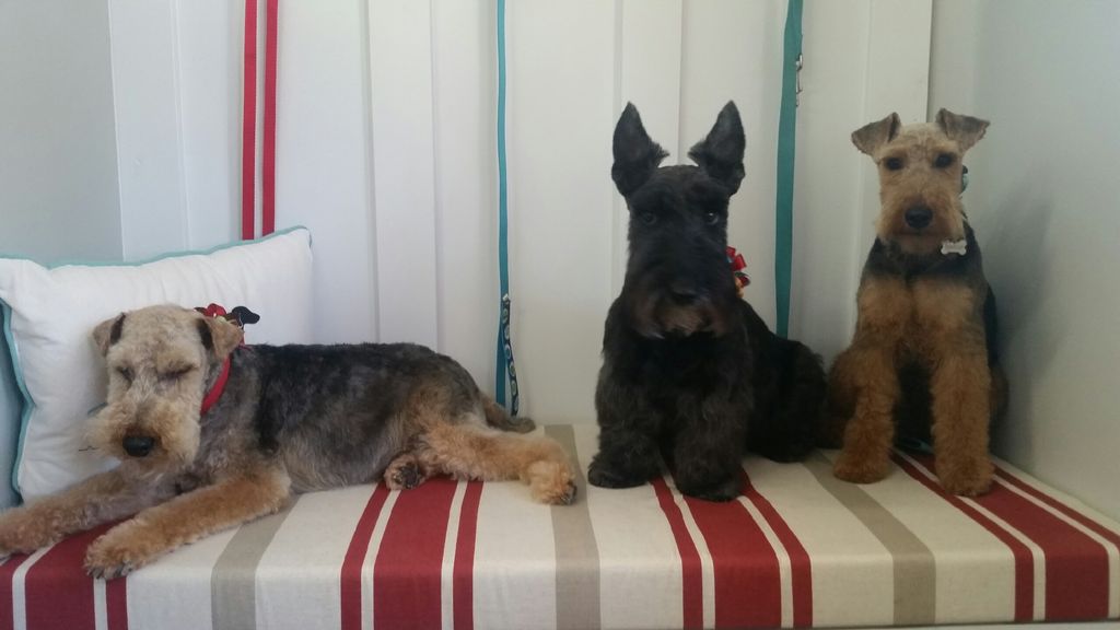 Welcome all dog breeds