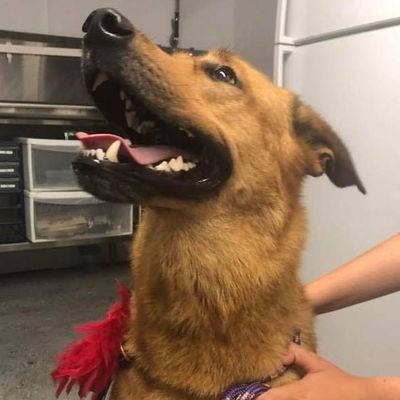 The 10 Best Mobile Dog Groomers in Rochester, NY 2020