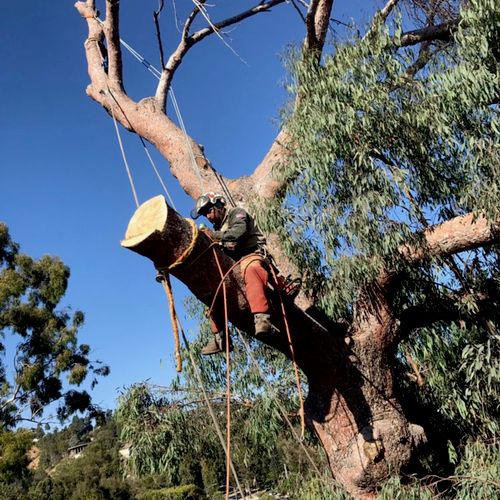 Tree Trimming and Removal