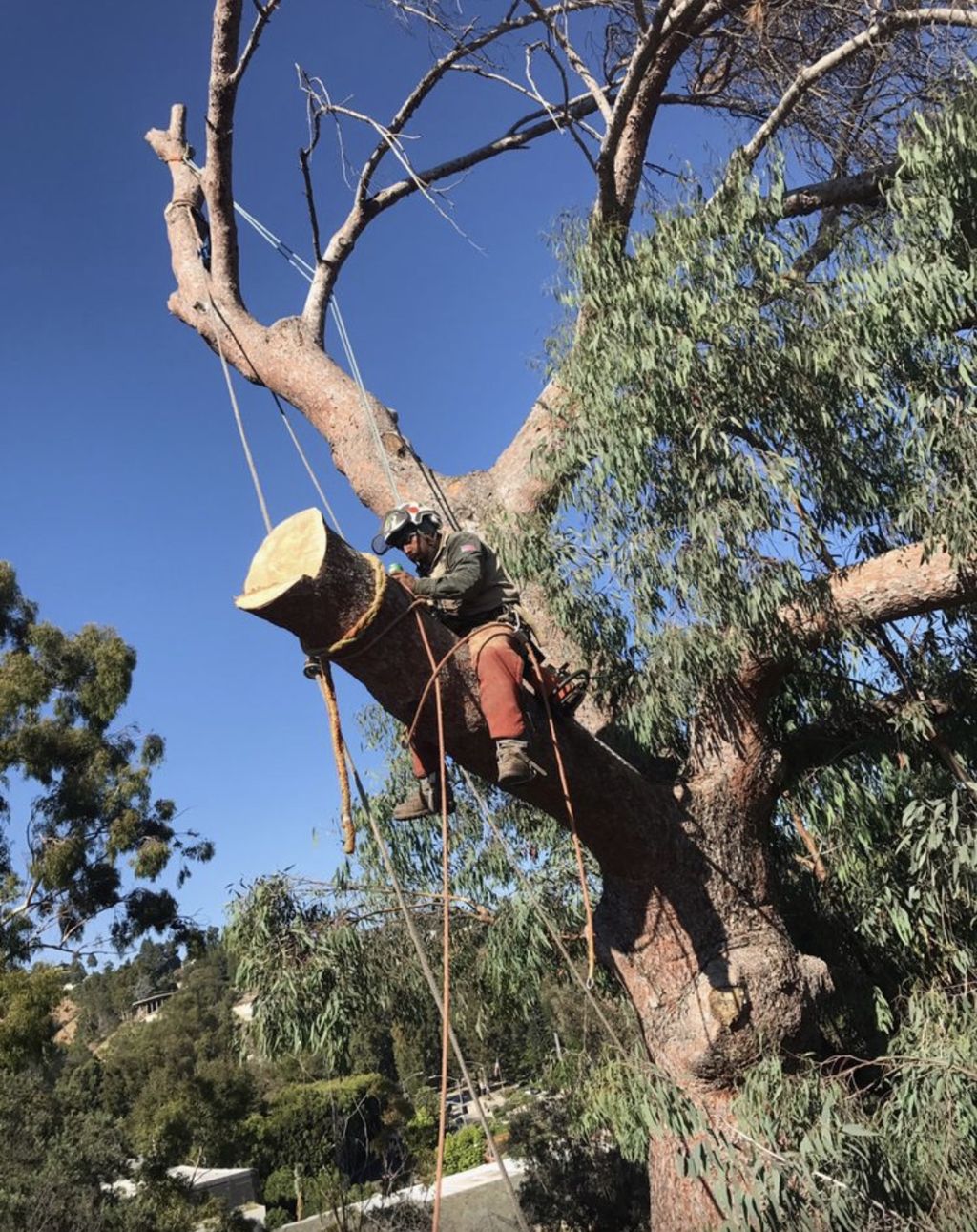 Tree Trimming and Removal