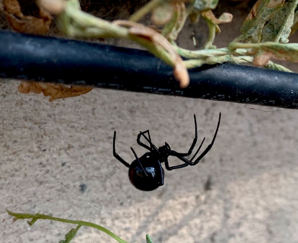 Black widow 
