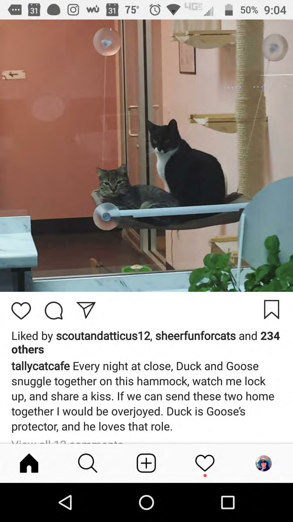 "Duck & Goose" Reference photo