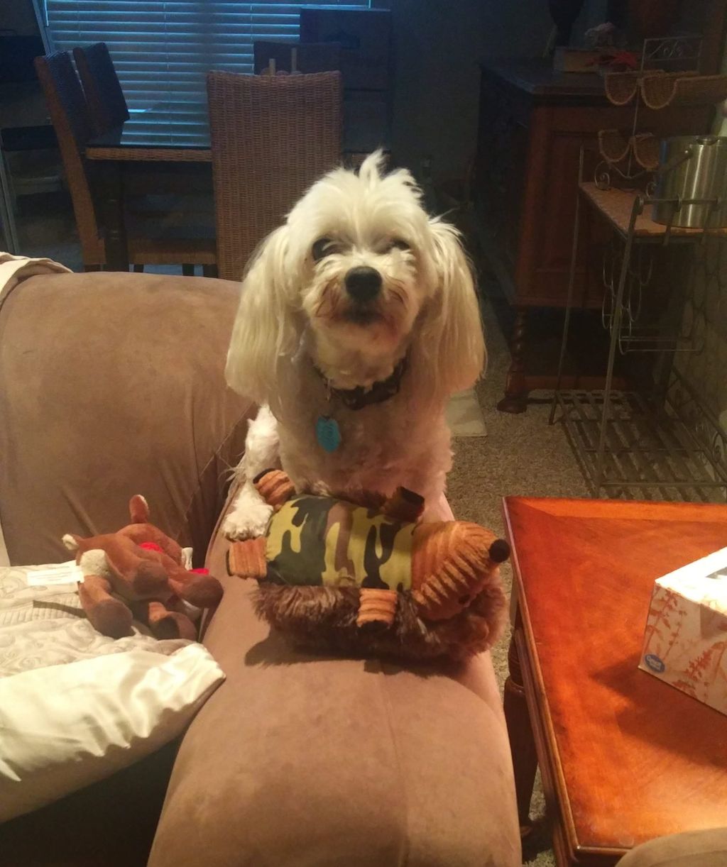 Gizmo loves playing with his toys!