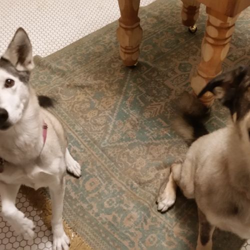 Happy pups waiting on their treat!