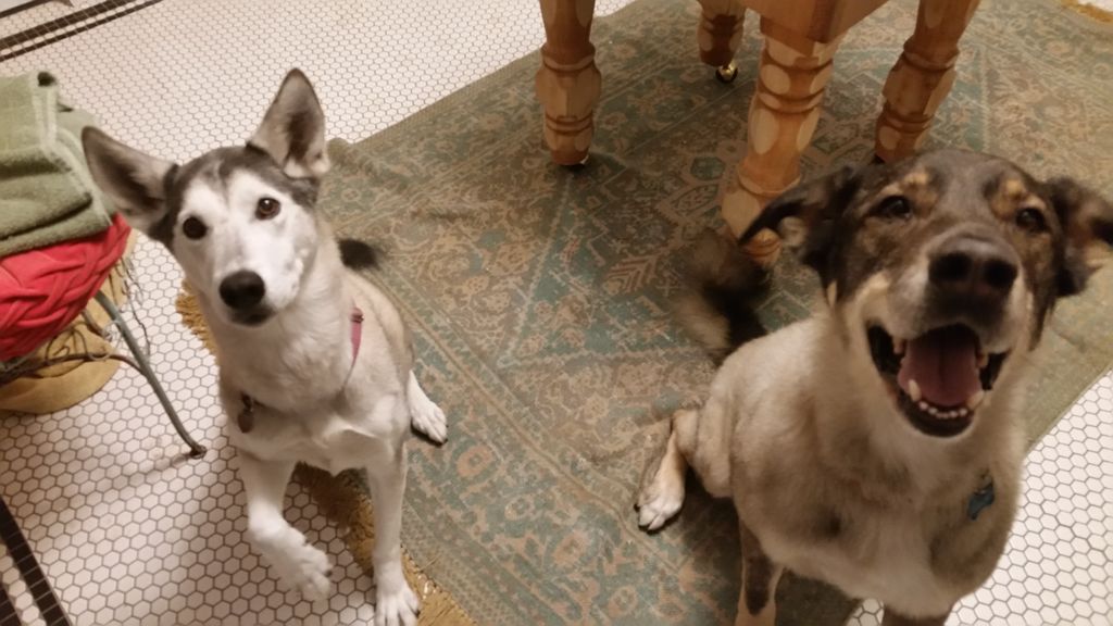 Happy pups waiting on their treat!