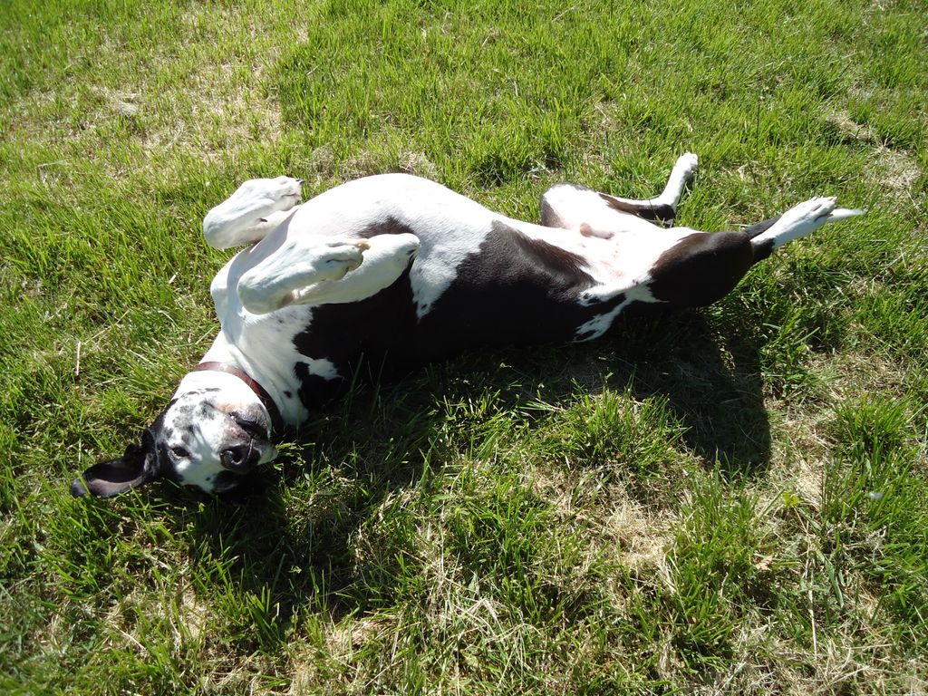 Great Danes love basking in the sun!