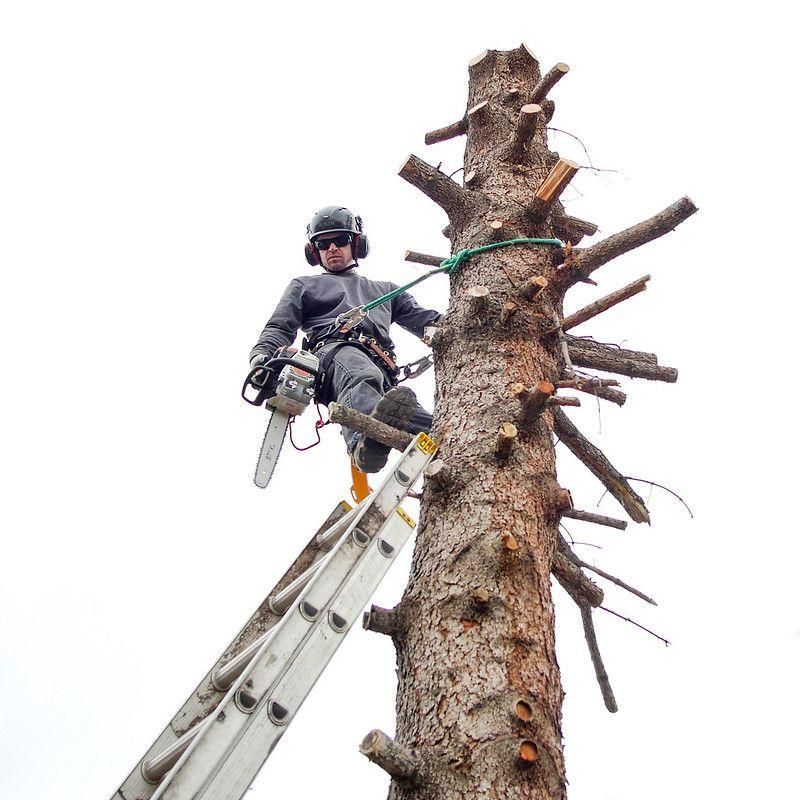 Vacaville Tree Service