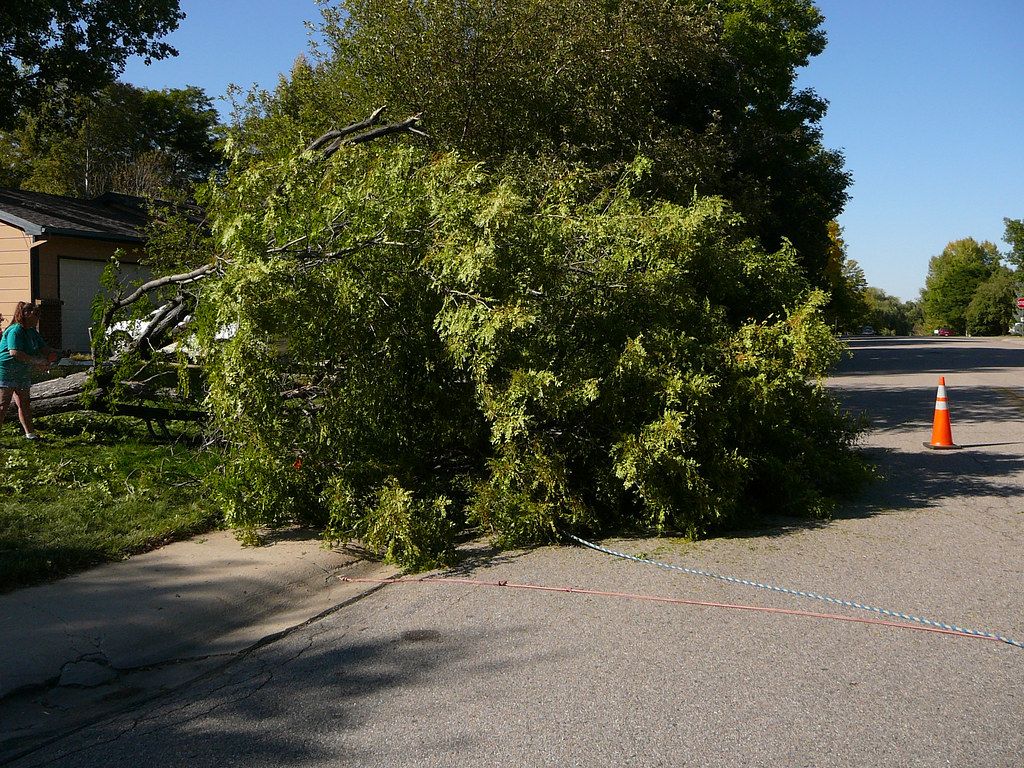 Vacaville Tree Service