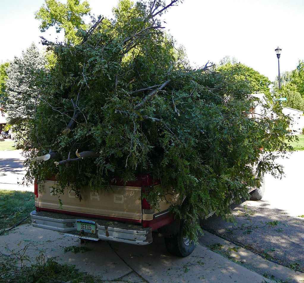 Vacaville Tree Service