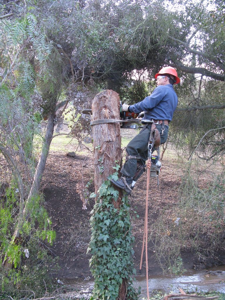 Vacaville Tree Service