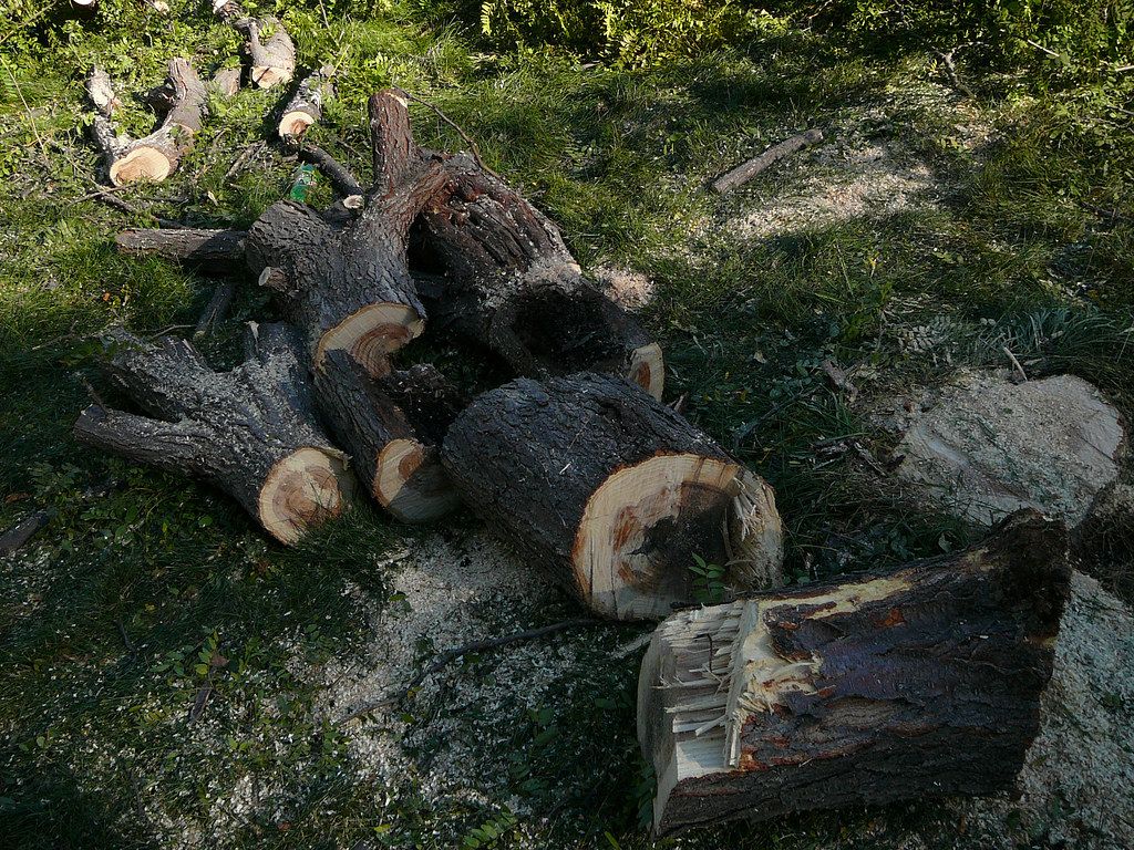 Vacaville Tree Service