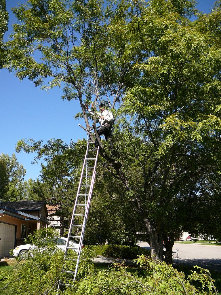 Vacaville Tree Service