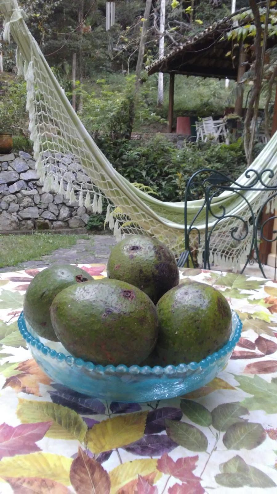 Brazilian lifestyle - Avocados and a hammock