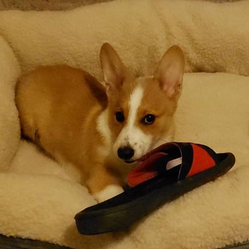Cashew, the Destroyer of Slippers, is our Welsh co