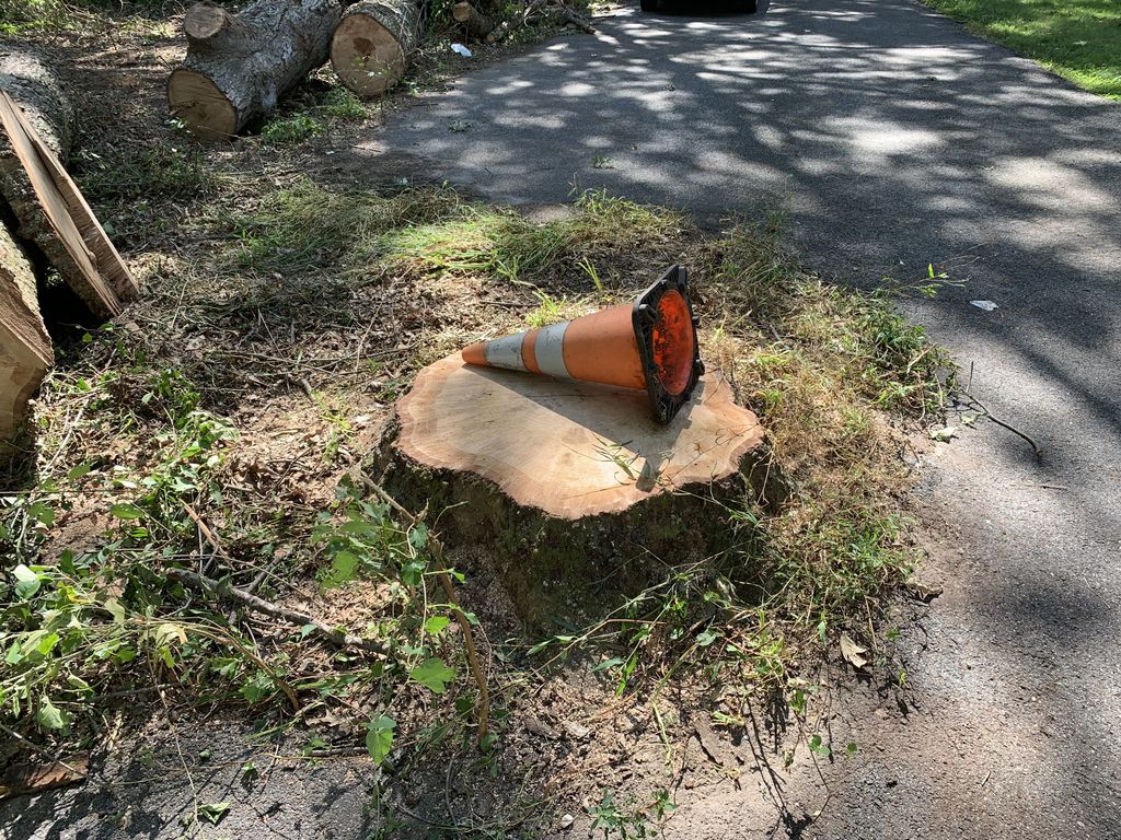 Tree Stump Grinding and Removal