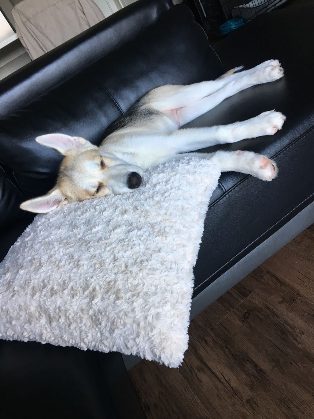 Our gorgeous boy Bentley making himself at home! 