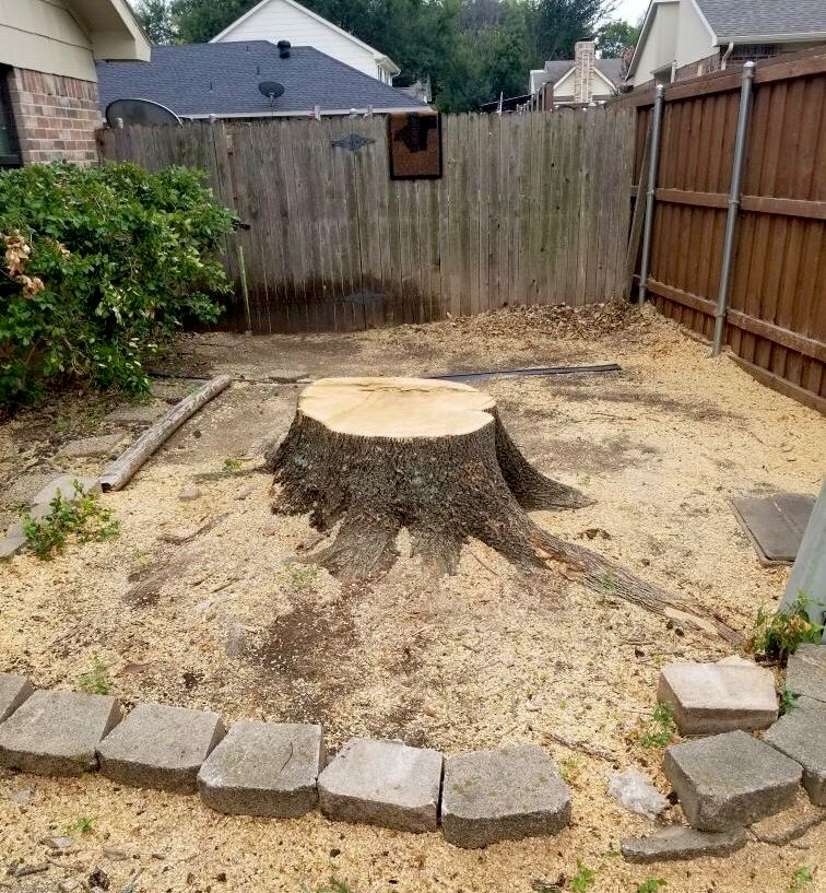 Over 4ft Stump 