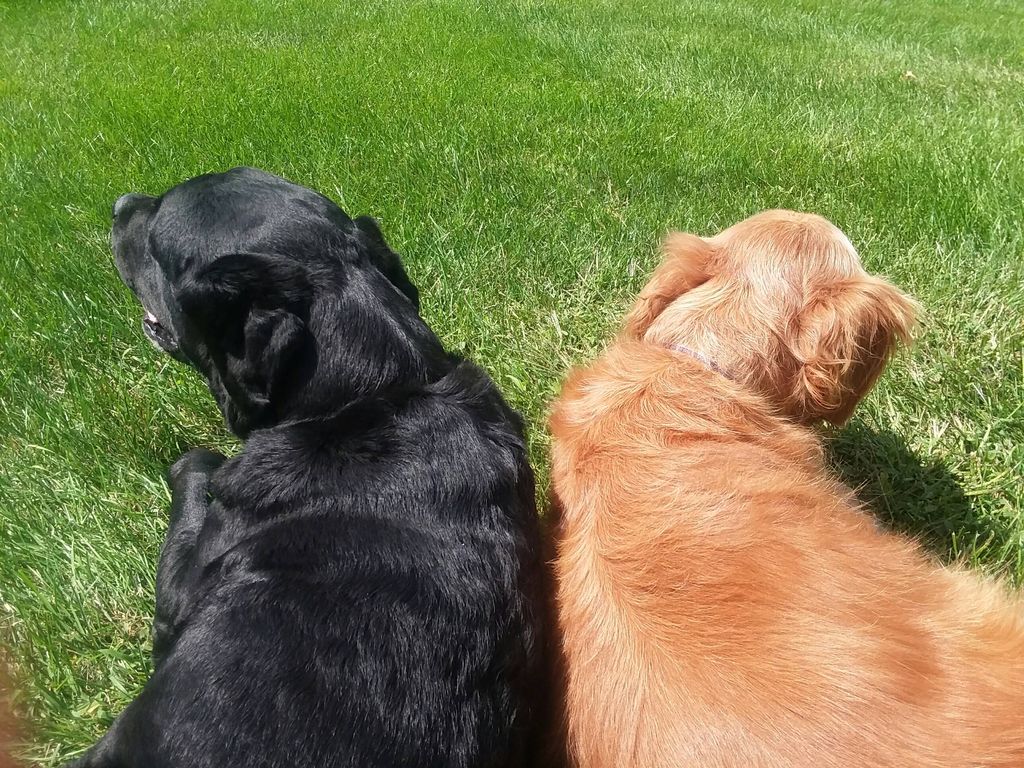My buddies Bruiser + Masney - cared for daily my f