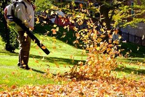 Leaf Removal service! Incredible lower prices than