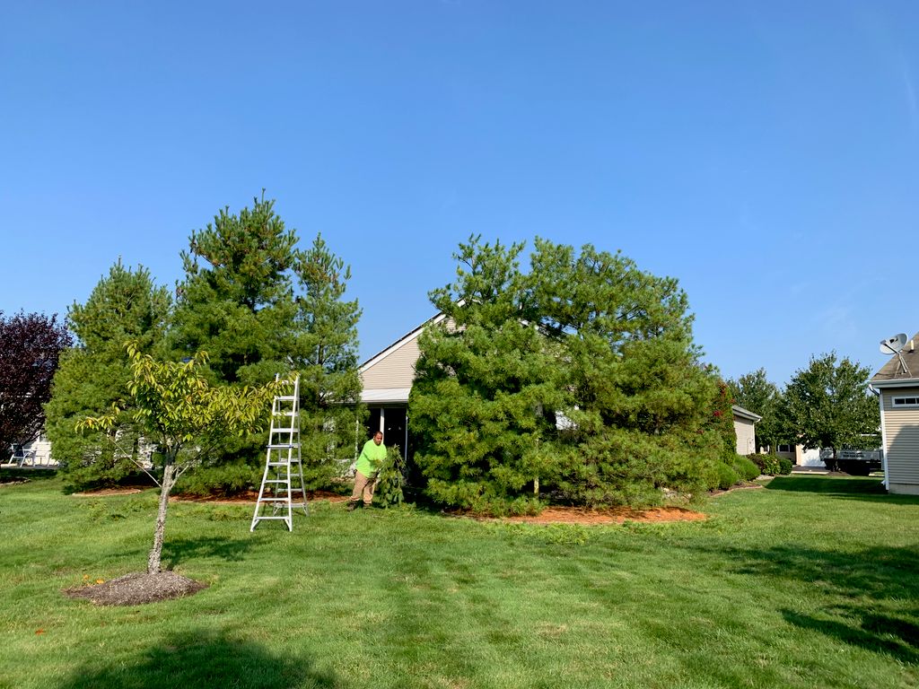 Tree Trimming and Removal