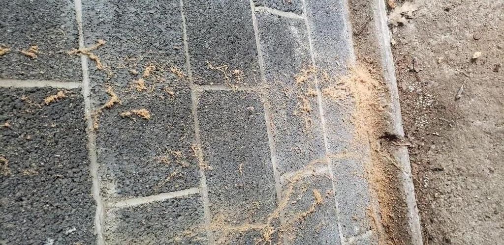 SIGNS OF CARPENTER ANTS