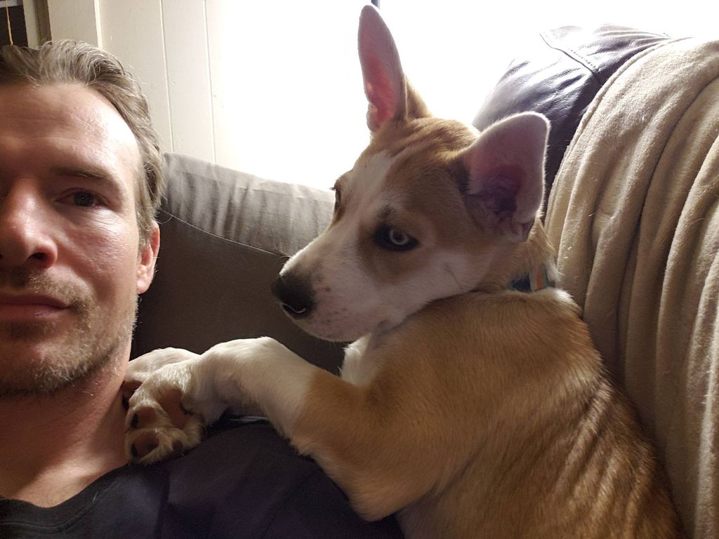 "Pip" the 'Pitsky' enjoying a rest after play in m