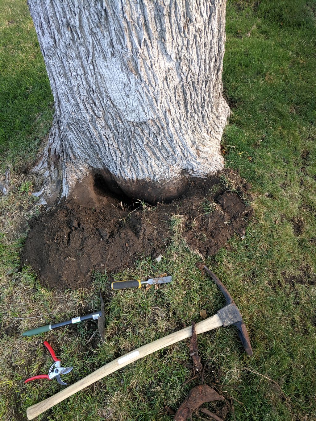 Tree Trimming and Removal